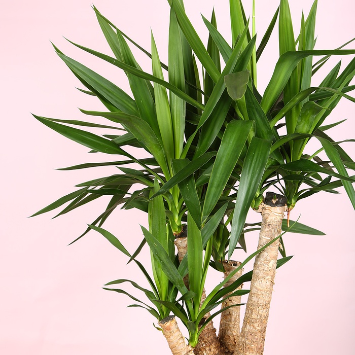 Юкка (Yucca Elephantipes) в горшке