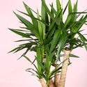 Юкка (Yucca Elephantipes) в горшке
