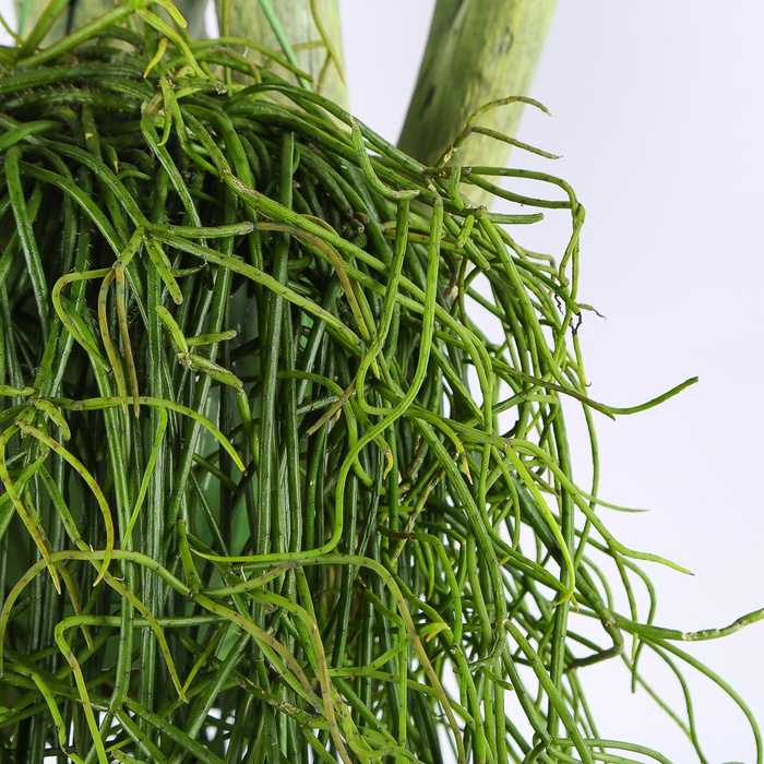 Ріпсаліс (Rhipsalis Baccifera) в горщику