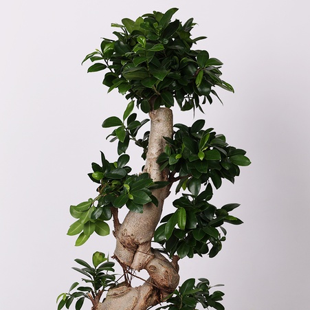 Фикус Ginseng в горшке, М