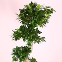 Фікус Ginseng в горщику, L