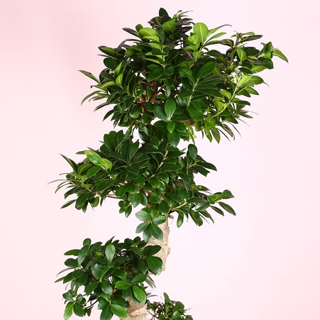 Фікус Ginseng в горщику, L