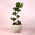 Фікус Ginseng в горщику, L