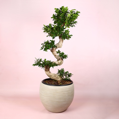 Фікус Ginseng в горщику, L