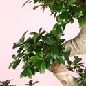 Фікус Ginseng в горщику, L
