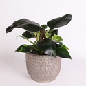Філодендрон Біркін (Philodendron Birkin)