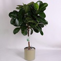 Фикус (Elastica robusta) в горшке