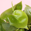 Филодендрон (Philodendron Scandens) в горшке