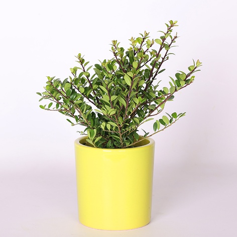 Илекс crenate Dark Green в горшке