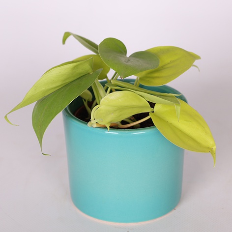 Епіпремнум Golden Pothos в горщику