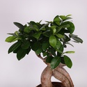 Фикус microcarpa Ginseng в горшке, М