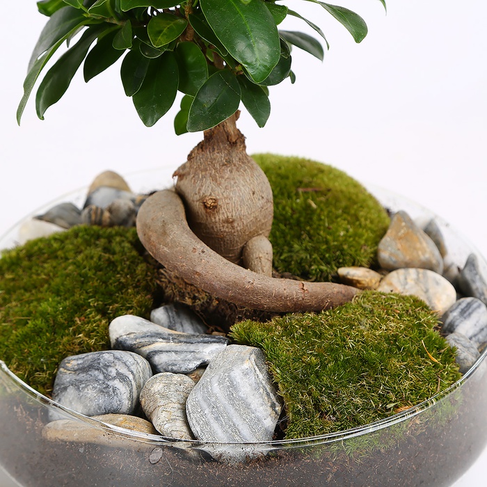 Композиція Фікус Ginseng