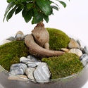 Композиція Фікус Ginseng