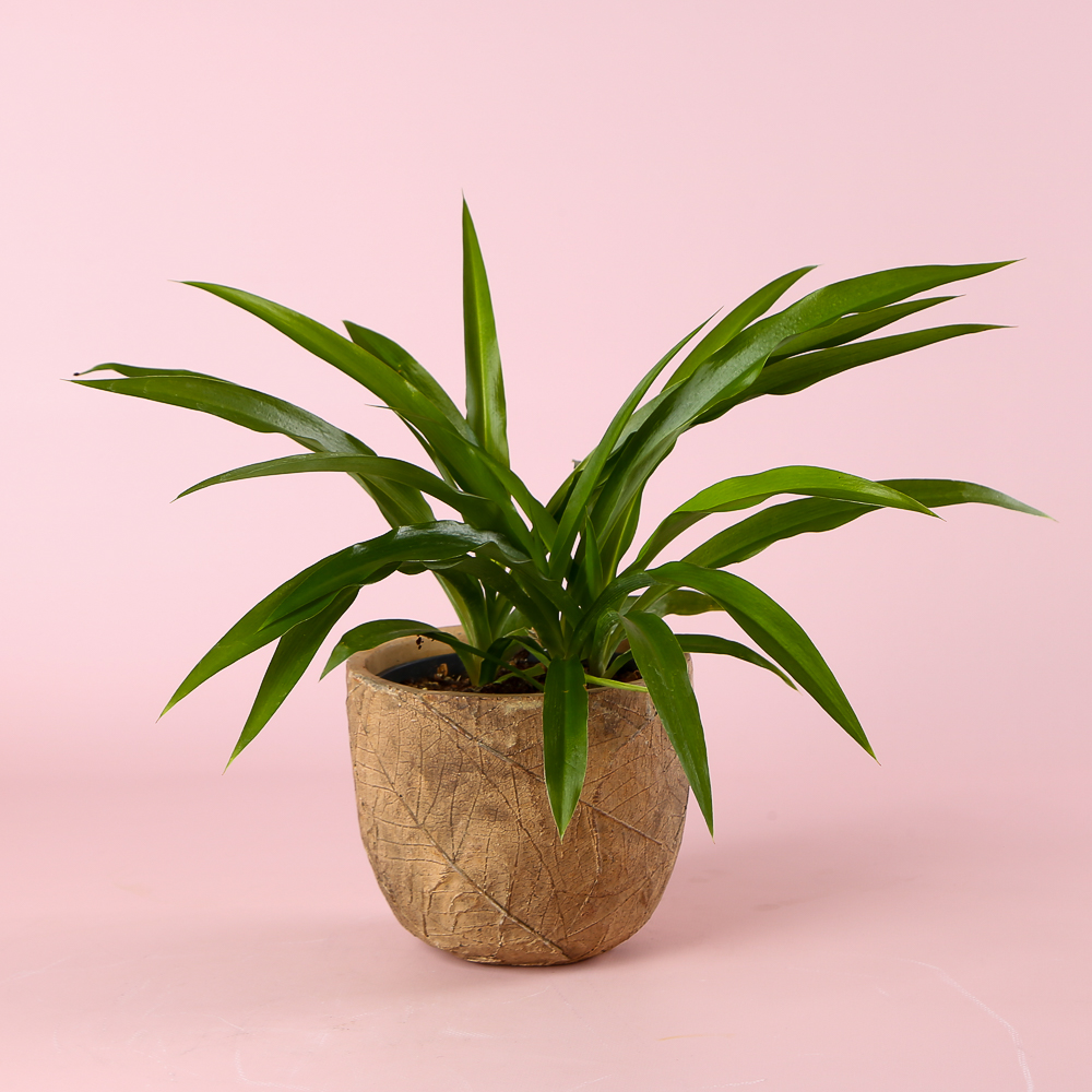 Хлорофитум в горшке, M