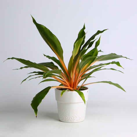 Хлорофітум Green Orange у горщику