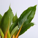 Хлорофитум Green Orange в горшке