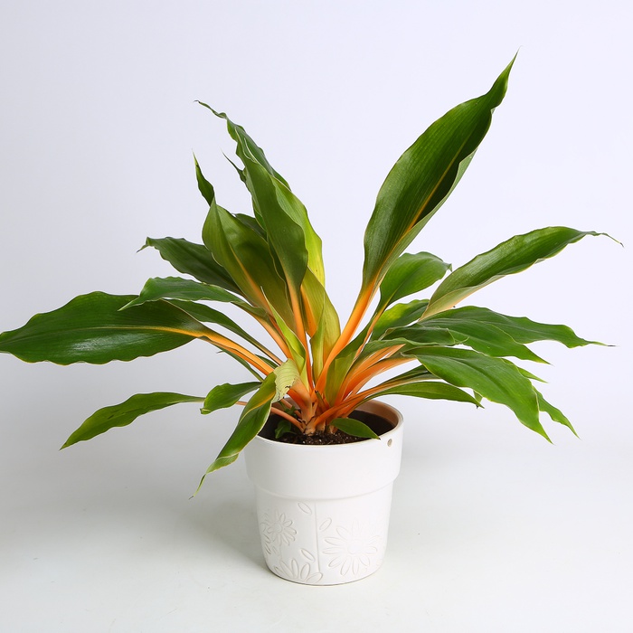 Хлорофитум Green Orange в горшке