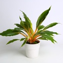 Хлорофитум Green Orange в горшке