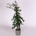 Фикус Natalensis Trinova в горшке