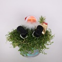 Солейролія Santa