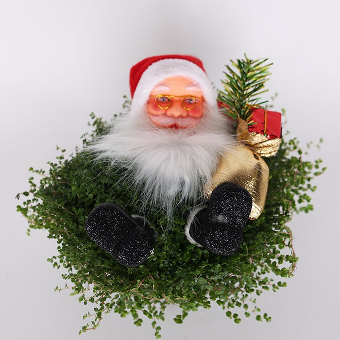 Солейролія Santa