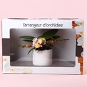 Фаленопсис Phalaenopsis L'arrangeur D'orchidee