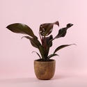 Филодендрон Imperial Red в горшке