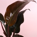 Филодендрон Imperial Red в горшке