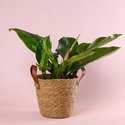 Филодендрон (Philodendron Imperial Green) в горшке