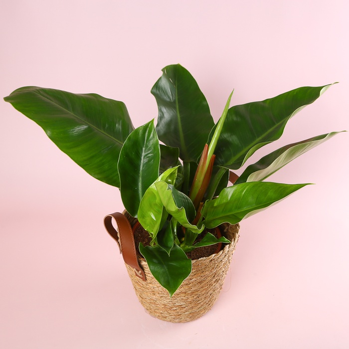 Филодендрон (Philodendron Imperial Green) в горшке