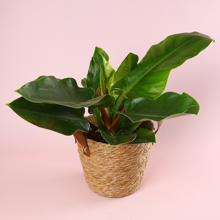 Филодендрон (Philodendron Imperial Green) в горшке