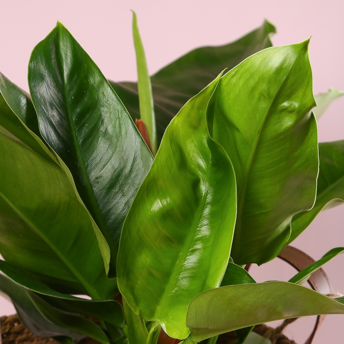 Филодендрон (Philodendron Imperial Green) в горшке