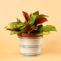 Филодендрон (Philodendron  Prince of Orange) в горшке