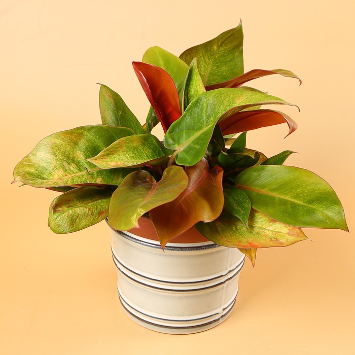 Филодендрон (Philodendron  Prince of Orange) в горшке