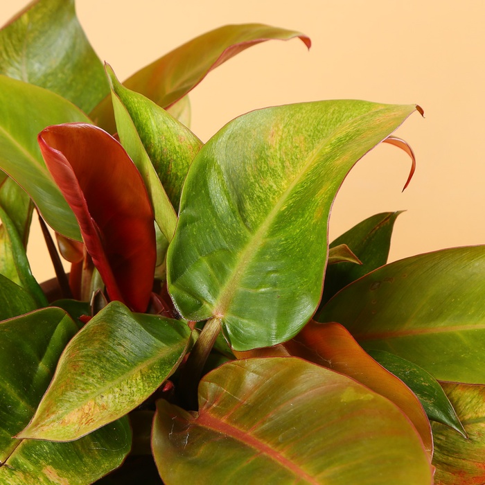 Филодендрон (Philodendron  Prince of Orange) в горшке