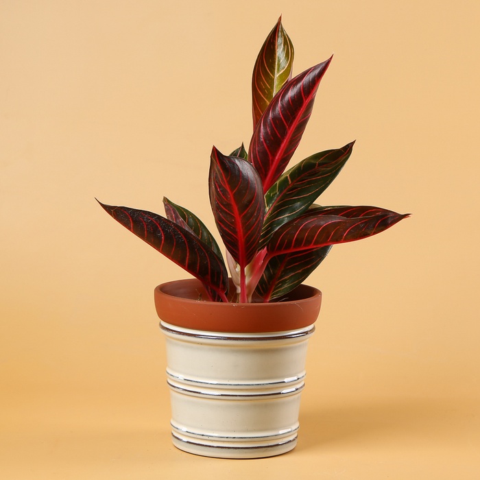 Аглаонема (Aglaonema Sumatra) в горщику