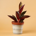 Аглаонема (Aglaonema Sumatra) в горщику
