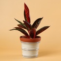 Аглаонема (Aglaonema Sumatra) в горщику