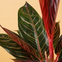 Аглаонема (Aglaonema Sumatra) в горщику