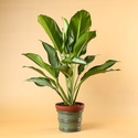 Аглаонема (Aglaonema Сleopatra) в горщику