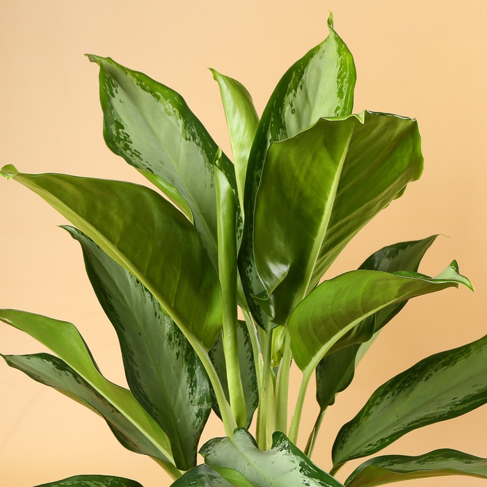 Аглаонема (Aglaonema Сleopatra) в горщику