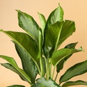 Аглаонема (Aglaonema Сleopatra) в горщику