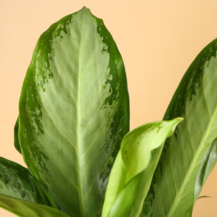 Аглаонема (Aglaonema Сleopatra) в горщику