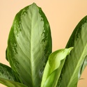Аглаонема (Aglaonema Сleopatra) в горщику