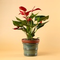 Антуріум (Anthurium Banderola Roja) в горщику