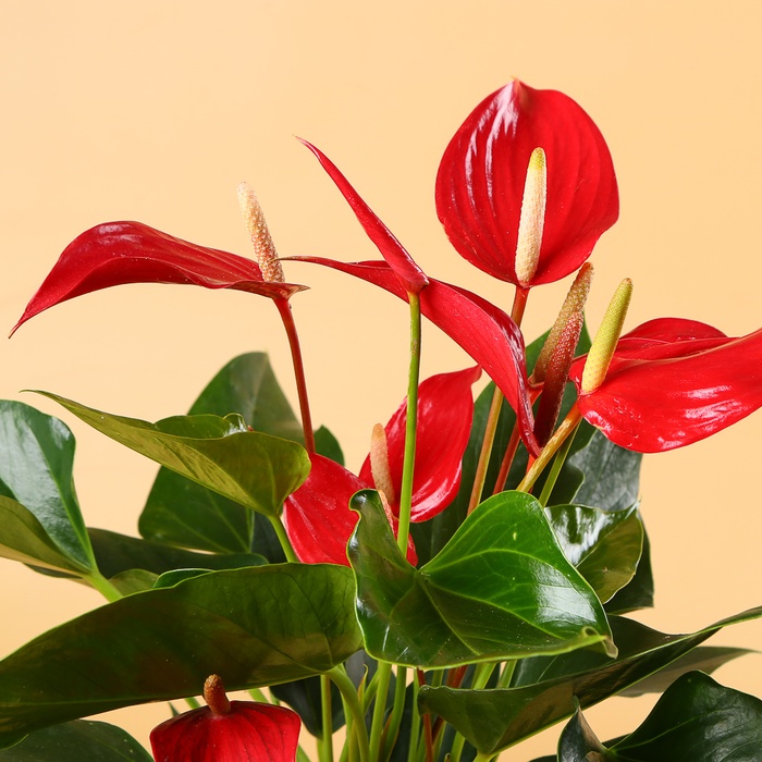 Антуріум (Anthurium Banderola Roja) в горщику
