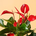 Антуріум (Anthurium Banderola Roja) в горщику