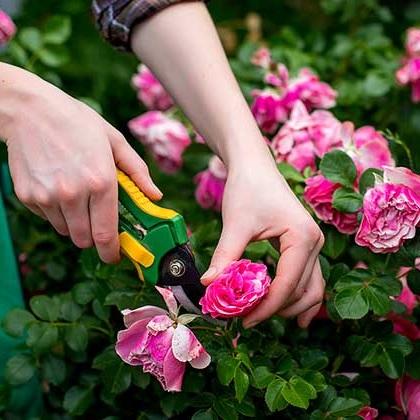 Як правильно проводити обрізання троянд?