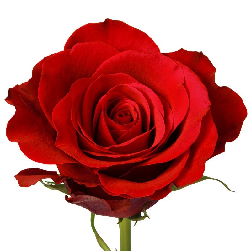 Що означає троянда: символіка найпопулярнішої квітки
