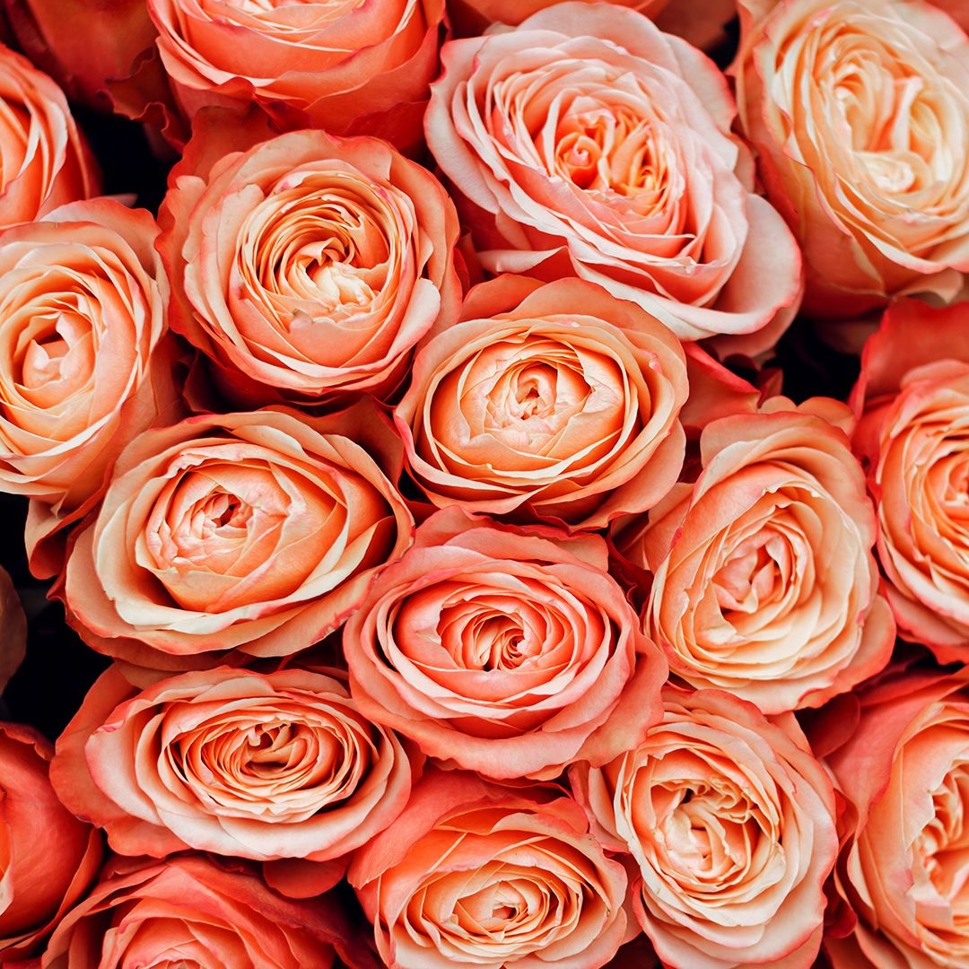 Какие бывают розы: виды и сорта